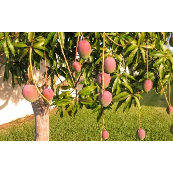 Mango Plants